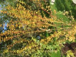 IMG_4850R.jpg