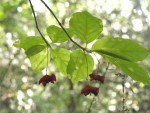 Nerprum, Rhamnus frangula .jpg