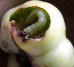 Plunisiinae dans tomate.JPG