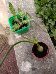 plantes.jpg
