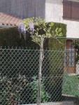 glycine-2008.jpg