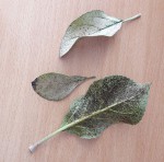 feuilles.jpg