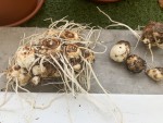 IMG_7707.jpeg