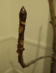 photo2_branche_marronier.jpg