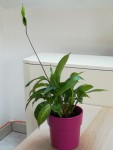 Fleur 1-.jpg
