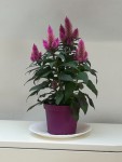 Fleur 3-.jpg