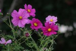 DSC02396.jpg