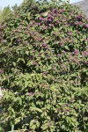 DSC02404.jpg