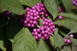 DSC02400.jpg
