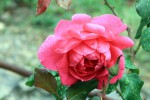 Rose-0602x.JPG