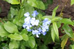 Plumbago-0606x.JPG