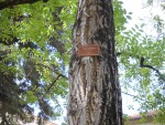 Juglans regia.JPG