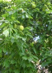 Maclura pomifera Oranger Osages.JPG