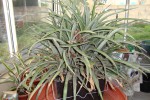 ananas plant 40 19.jpg