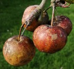 pommes1_DxO.jpg