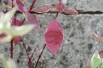 P1010277.JPG
