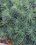 Plantes