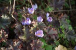 DSC02413.jpg
