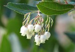 Arbutus unedo 2019.jpg