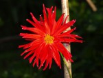 Dahlia.jpg