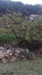 arbre 22.gif