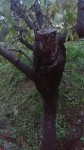 arbre3.jpg