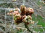 DSC00090.jpg