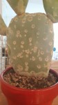 cactus 1 plus petit.jpg