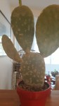 cactus 2.jpeg