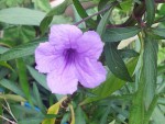 20170722_102436.jpeg