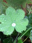 IMG_5274.JPG