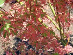 'karaori nishiki' au printemps