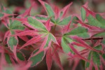 'karaori nishiki' au printemps