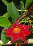 Dipladenia.JPG