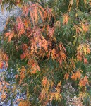 VIRIDIS_NOV02.jpg
