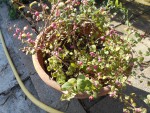 DSCN0516.JPG