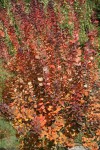 DSC02449.jpg