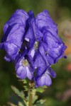 DSC02453.jpg