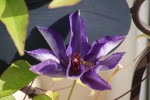 DSC02454.jpg