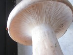 champignon 1