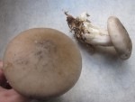 champignon 1