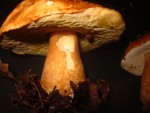 CHAMPIGNON 4