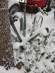 sous celle là on aperçoit quelques rejetons
