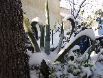 agave 1.jpg
