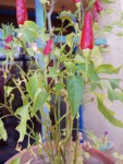 IMG_20191103_101728_1000.jpg