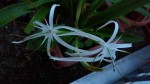 20190611_212800 Hymenocallis harrisiana_001.jpg