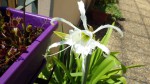 IMGP8934 Hymenocallis sans doute festalis Sulphur Queen_001.JPG