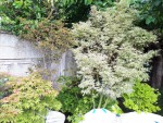 'butterfly', 'aka shigitatsu sawa', 'osakazuki akame' et 'shira aureum'