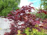 'red empereur' et 'bi-hoo'