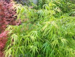 'scolopendrifolium' et 'phoenix'